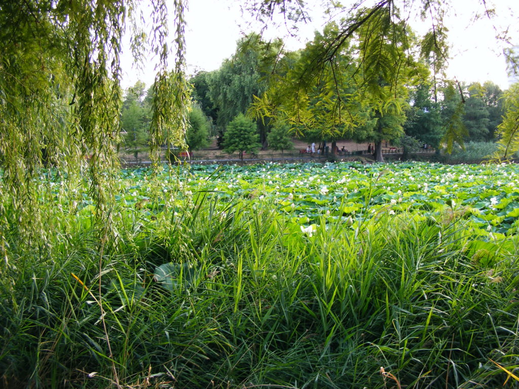 View from the Circus Park Bucharest in summer