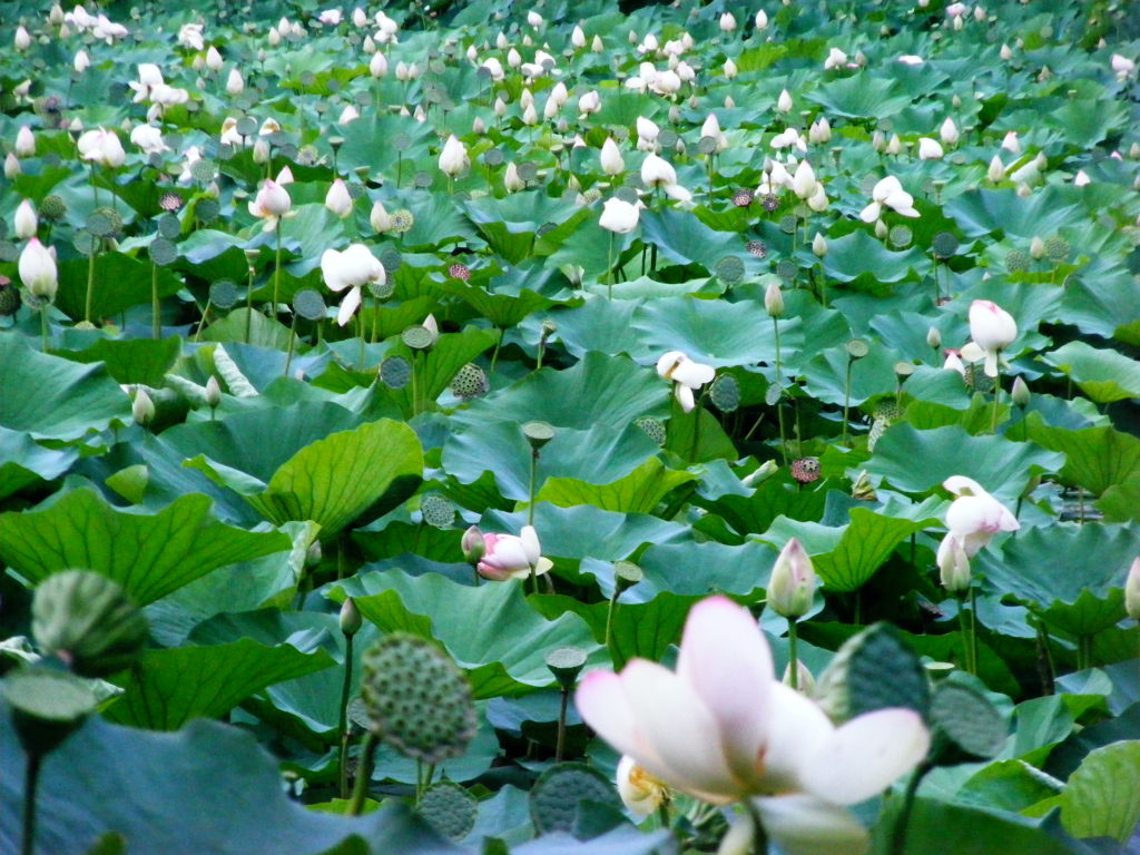 Egyptian lotus is the main attraction in Circus Park Bucharest