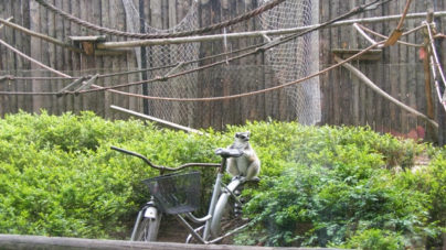 WHAT TO SEE IN ZOO BUCHAREST