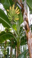 Botanical Garden Bucharest