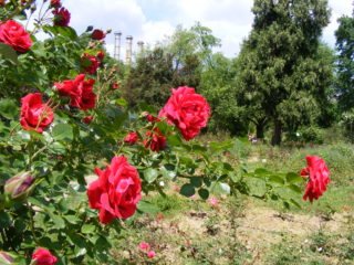 TO SEE IN BOTANICAL GARDEN BUCHAREST