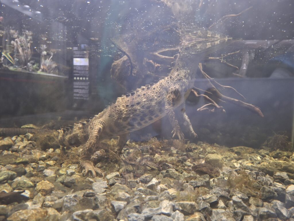Bucharest Reptiland alive caymans exhibition Cayman in water at Reptiland Bucharest