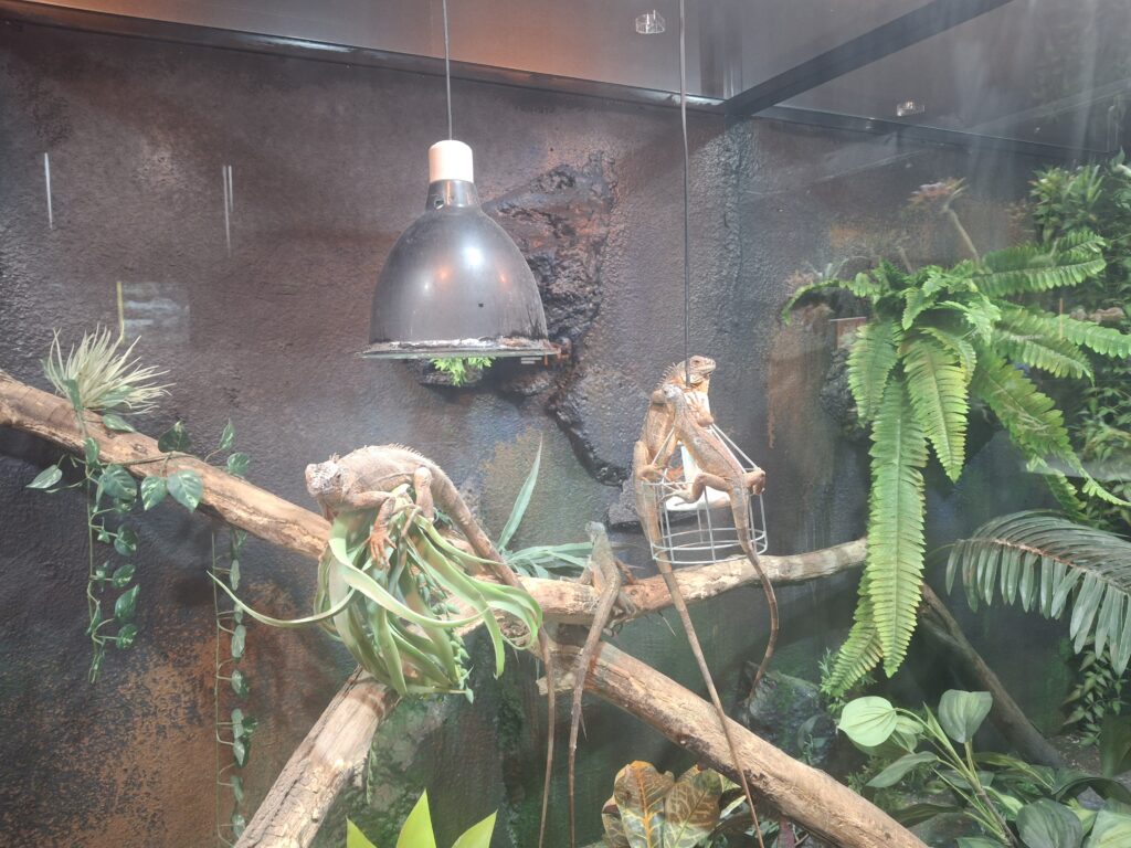 Reptiles at Reptiland Bucharest exhibition living in their homeland Watch reptiles living in their home environment