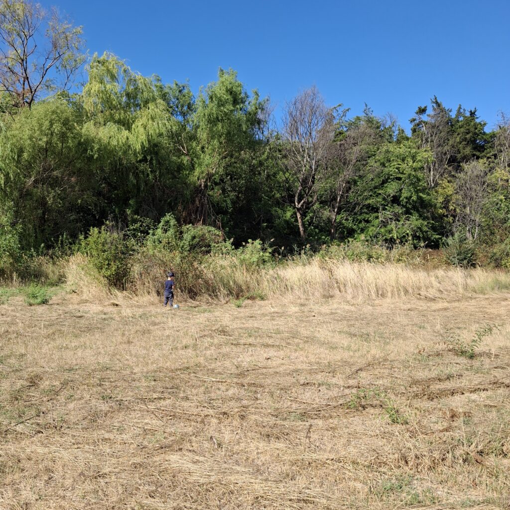 Bucharest Petricani meadow