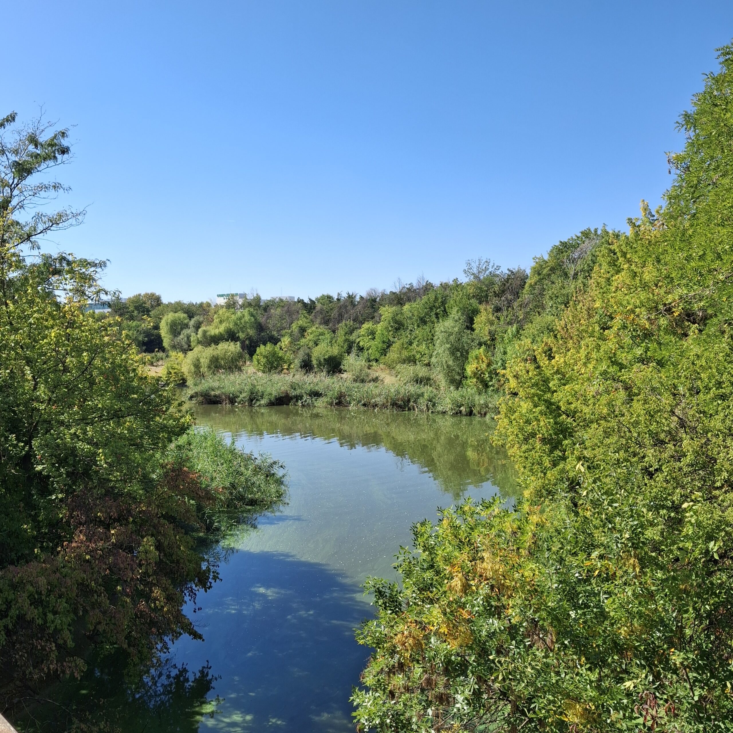 Bucharest Meadow of Petricani 2025